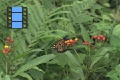 Scene 93_flighthss_Danaus plexippus megalippe taking off milkweed flower